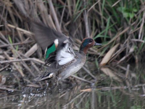 ka�ica chrapkav� / ka�ica chrapka
 (Anas crecca
)