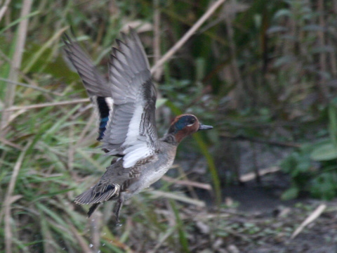 ka�ica chrapkav� / ka�ica chrapka
 (Anas crecca
)