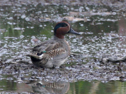ka�ica chrapkav� / ka�ica chrapka
 (Anas crecca
)
