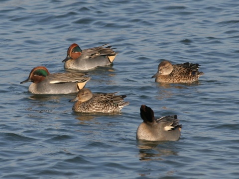 ka�ica chrapkav� / ka�ica chrapka
 (Anas crecca
)