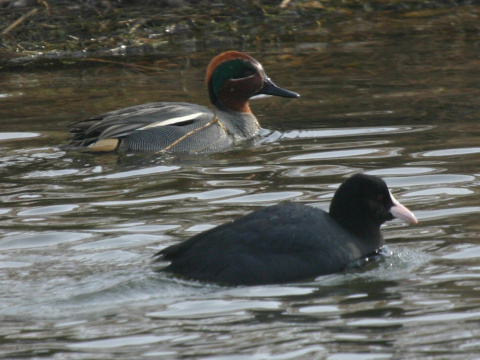 ka�ica chrapkav� / ka�ica chrapka
 (Anas crecca
)