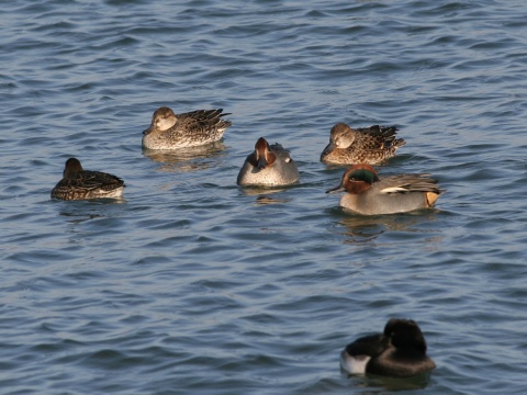 ka�ica chrapkav� / ka�ica chrapka
 (Anas crecca
)
