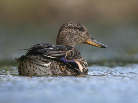 ka�ica chrapkav� / ka�ica chrapka
 (Anas crecca
)