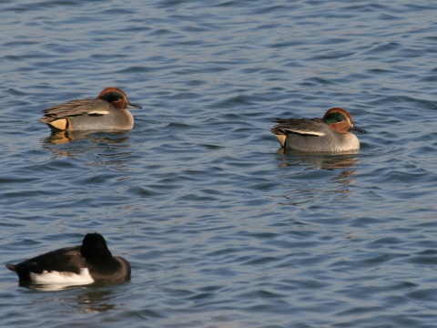 ka�ica chrapkav� / ka�ica chrapka
 (Anas crecca
)