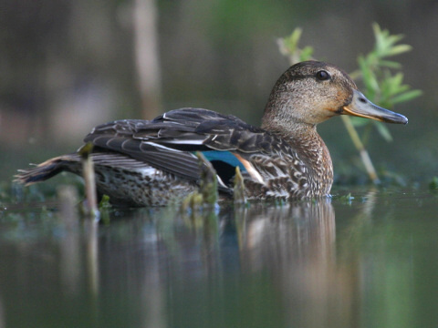 ka�ica chrapkav� / ka�ica chrapka
 (Anas crecca
)