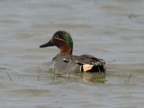 ka�ica chrapkav� / ka�ica chrapka
 (Anas crecca
)