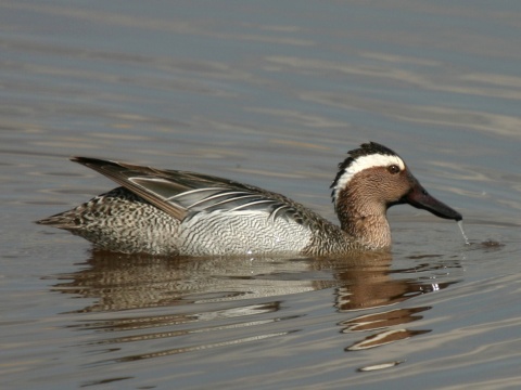 ka�ica chrap�av� / ka�ica chrapa�ka
 (Anas querquedula
)