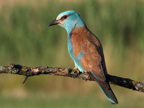 krak�a belas�
 (Coracias garrulus
)