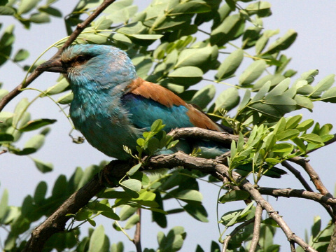 krak�a belas�
 (Coracias garrulus
)