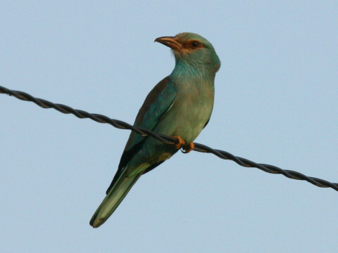krak�a belas�
 (Coracias garrulus
)