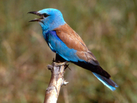 krak�a belas�
 (Coracias garrulus
)