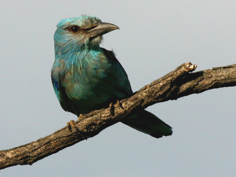 krak�a belas�
 (Coracias garrulus
)