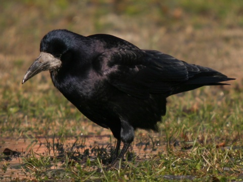 havran po�n� / havran �ierny
 (Corvus frugilegus
)
