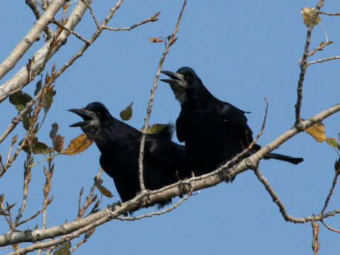 havran po�n� / havran �ierny
 (Corvus frugilegus
)