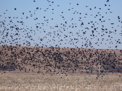 havran po�n� / havran �ierny
 (Corvus frugilegus
)