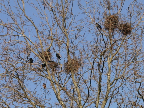 havran po�n� / havran �ierny
 (Corvus frugilegus
)