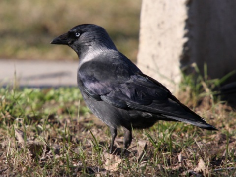 kavka tmav�
 (Corvus monedula
)