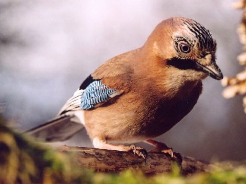sojka �kriekav�/ sojka oby�ajn�
 (Garrulus glandarius
)