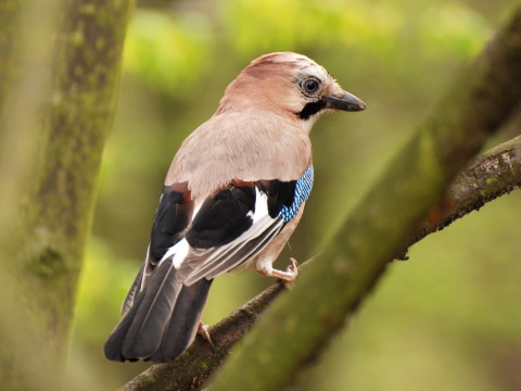 sojka �kriekav�/ sojka oby�ajn�
 (Garrulus glandarius
)