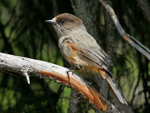 sojka zlovestn�
 (Perisoreus infaustus
)