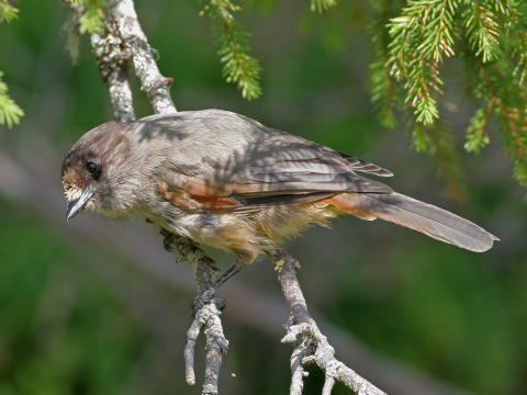 sojka zlovestn�
 (Perisoreus infaustus
)