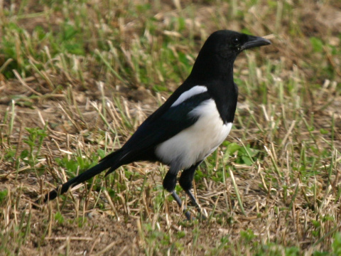 straka �iernozob�
 (Pica pica
)