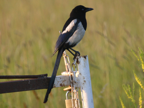 straka �iernozob�
 (Pica pica
)