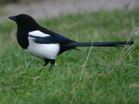 straka �iernozob�
 (Pica pica
)