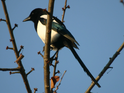 straka �iernozob�
 (Pica pica
)