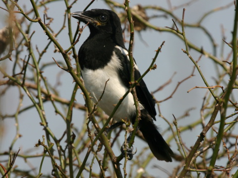 straka �iernozob�
 (Pica pica
)