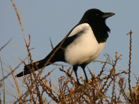 straka �iernozob�
 (Pica pica
)