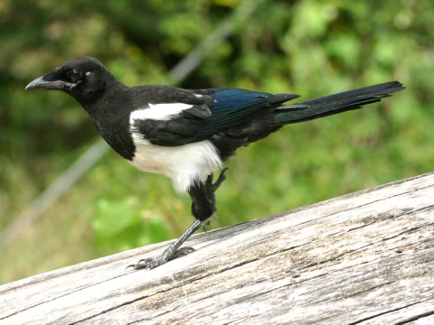 straka �iernozob�
 (Pica pica
)