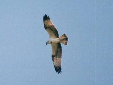kr�iak rybo�rav� / kr�iak ryb�r
 (Pandion haliaetus
)