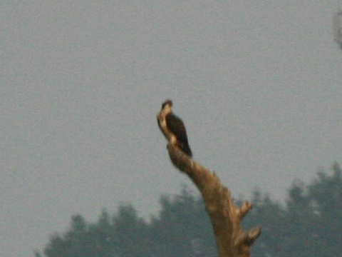 kr�iak rybo�rav� / kr�iak ryb�r
 (Pandion haliaetus
)