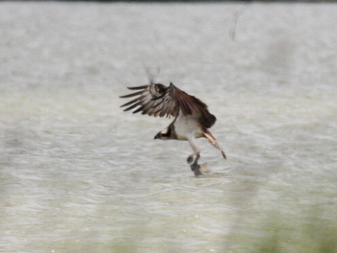 kr�iak rybo�rav� / kr�iak ryb�r
 (Pandion haliaetus
)