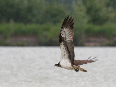kr�iak rybo�rav� / kr�iak ryb�r
 (Pandion haliaetus
)