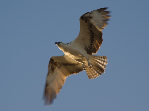 kr�iak rybo�rav� / kr�iak ryb�r
 (Pandion haliaetus
)