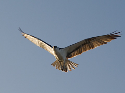 kr�iak rybo�rav� / kr�iak ryb�r
 (Pandion haliaetus
)