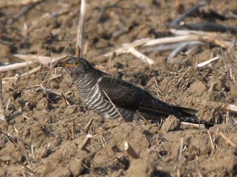 kuku�ka jarab� / kuku�ka oby�ajn� 
 (Cuculus canorus
)