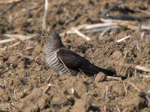 kuku�ka jarab� / kuku�ka oby�ajn� 
 (Cuculus canorus
)