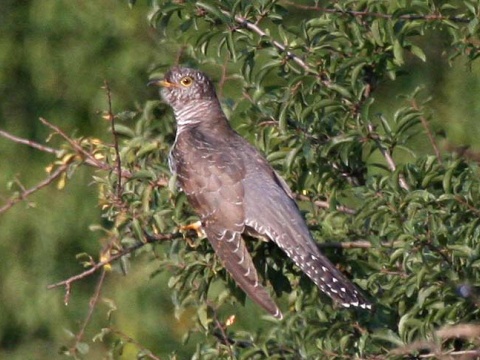 kuku�ka jarab� / kuku�ka oby�ajn� 
 (Cuculus canorus
)