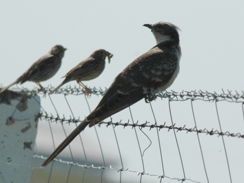 kukavica chochlat�
 (Clamator glandarius
)