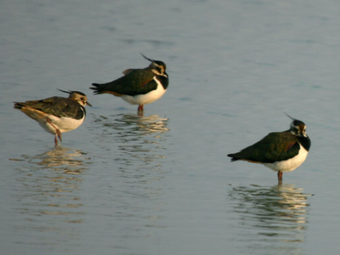 c�bik chochlat�
 (Vanellus vanellus
)