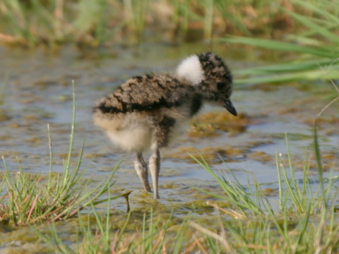 c�bik chochlat�
 (Vanellus vanellus
)