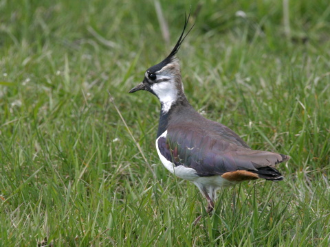 c�bik chochlat�
 (Vanellus vanellus
)