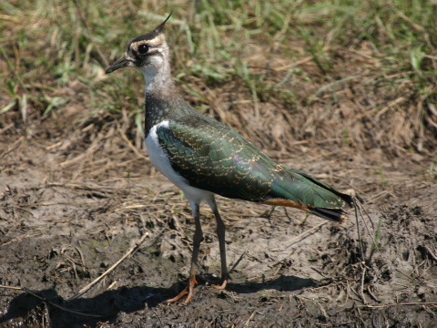 c�bik chochlat�
 (Vanellus vanellus
)