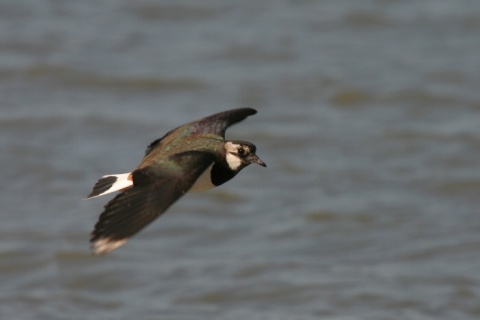 c�bik chochlat�
 (Vanellus vanellus
)