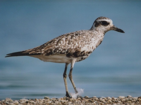 kul�k bled�
 (Pluvialis squatarola
)