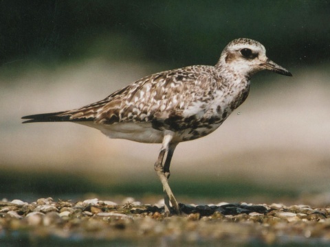 kul�k bled�
 (Pluvialis squatarola
)