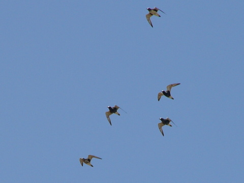 kul�k bled�
 (Pluvialis squatarola
)